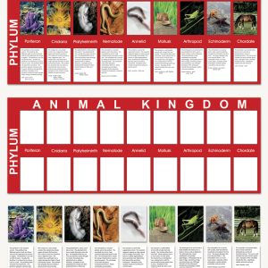 Animal Kingdom Charts - sku BE.02 - 1