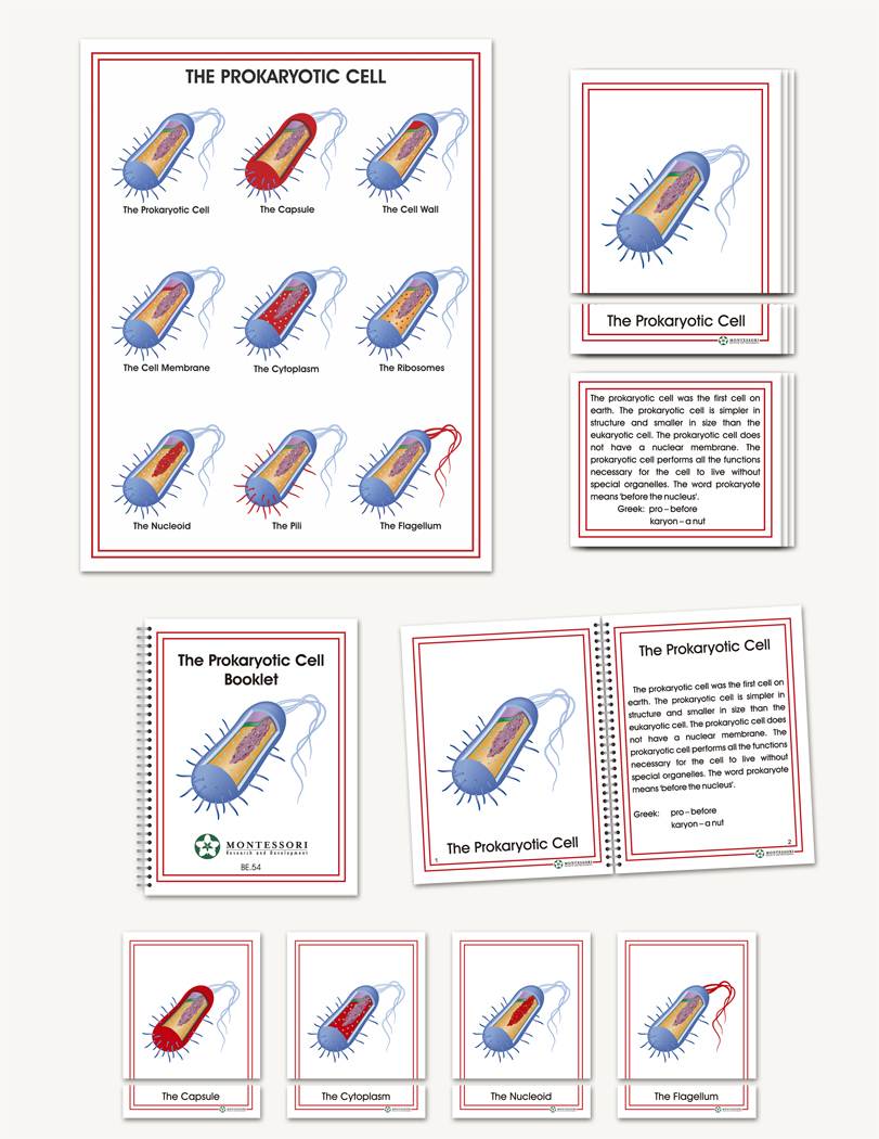 Prokaryotic Cell - sku BE.54 - 1