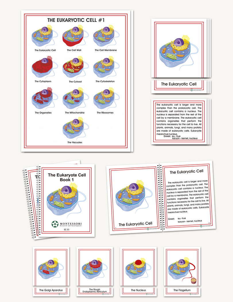 Eukaryotic Cell - sku BE.55 - 1