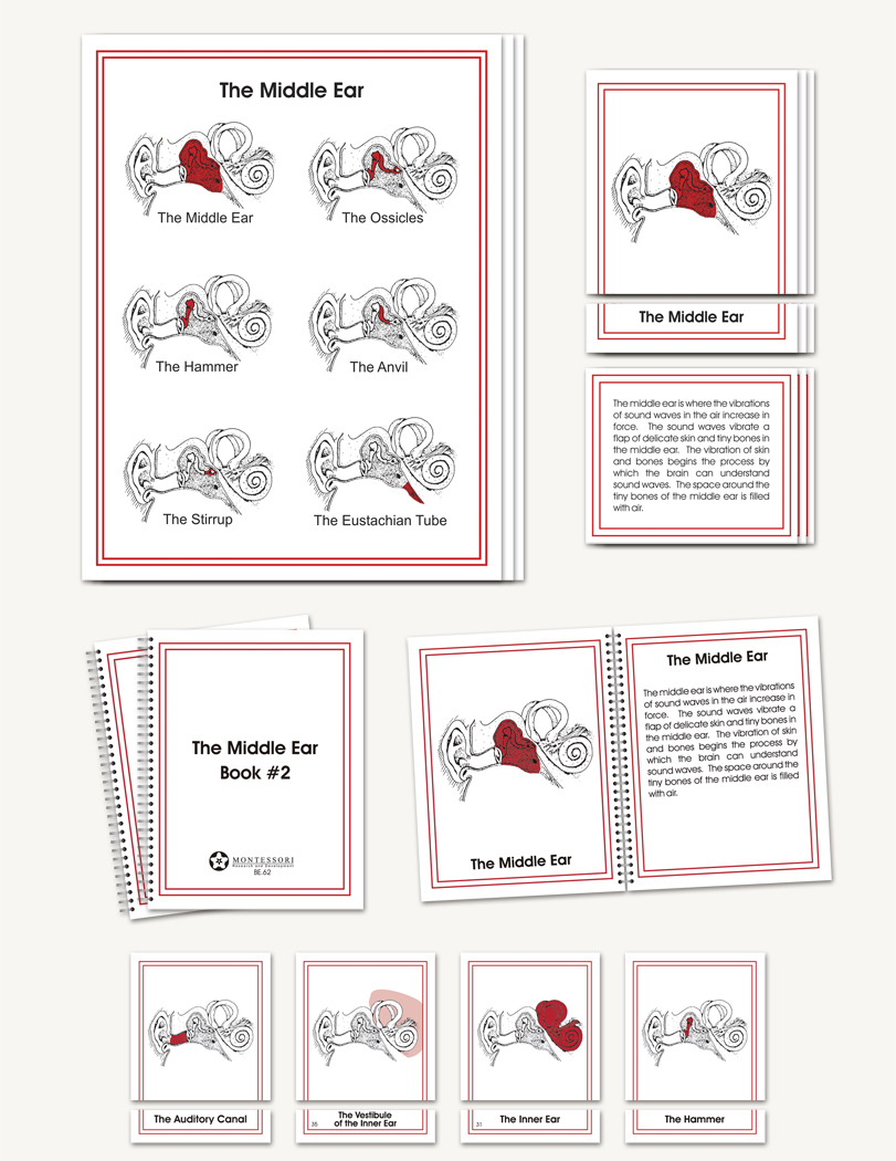 Ear Parts