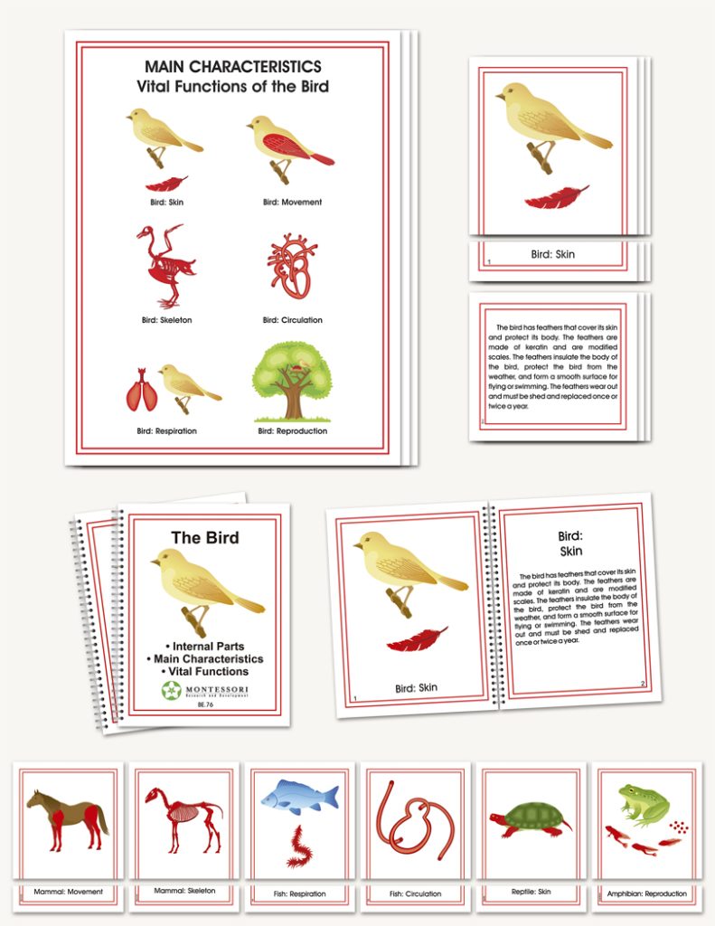 Main Characteristics of the Vertebrates - sku BE.76 - 1