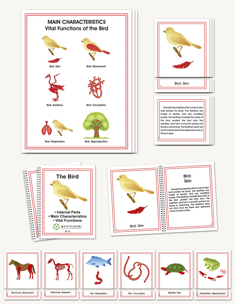 Main Characteristics of the Vertebrates - sku BE.76 - 1