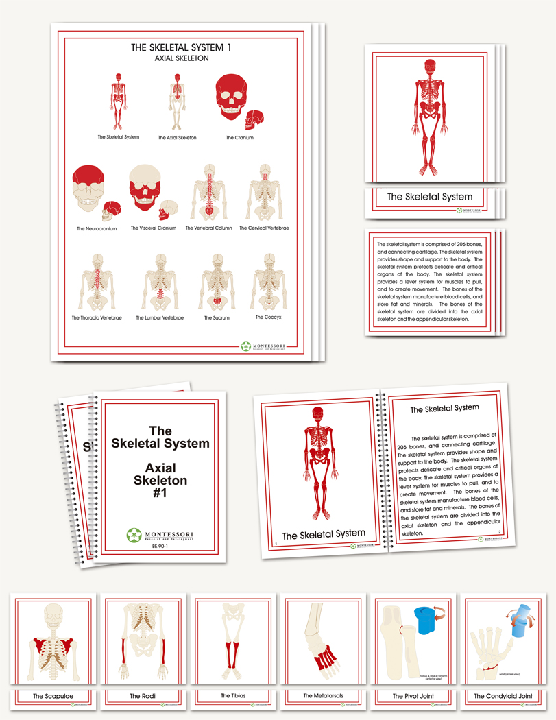 The Skeletal System