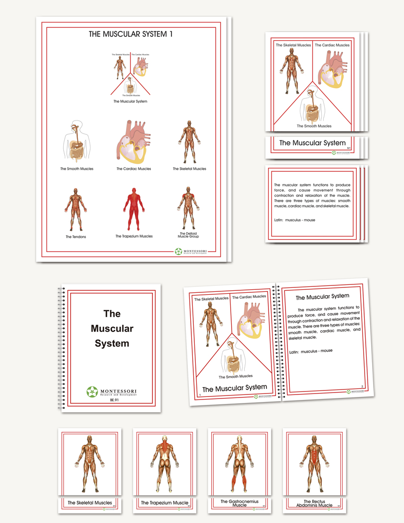 The Muscular System