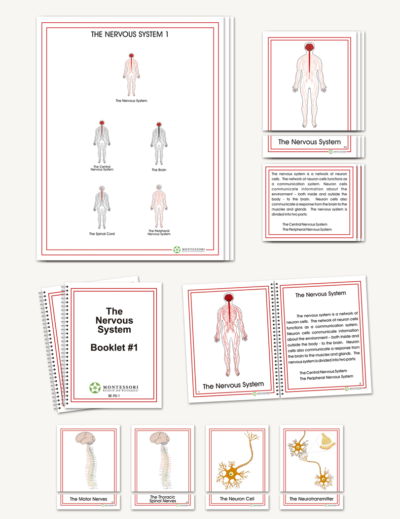 The Nervous System