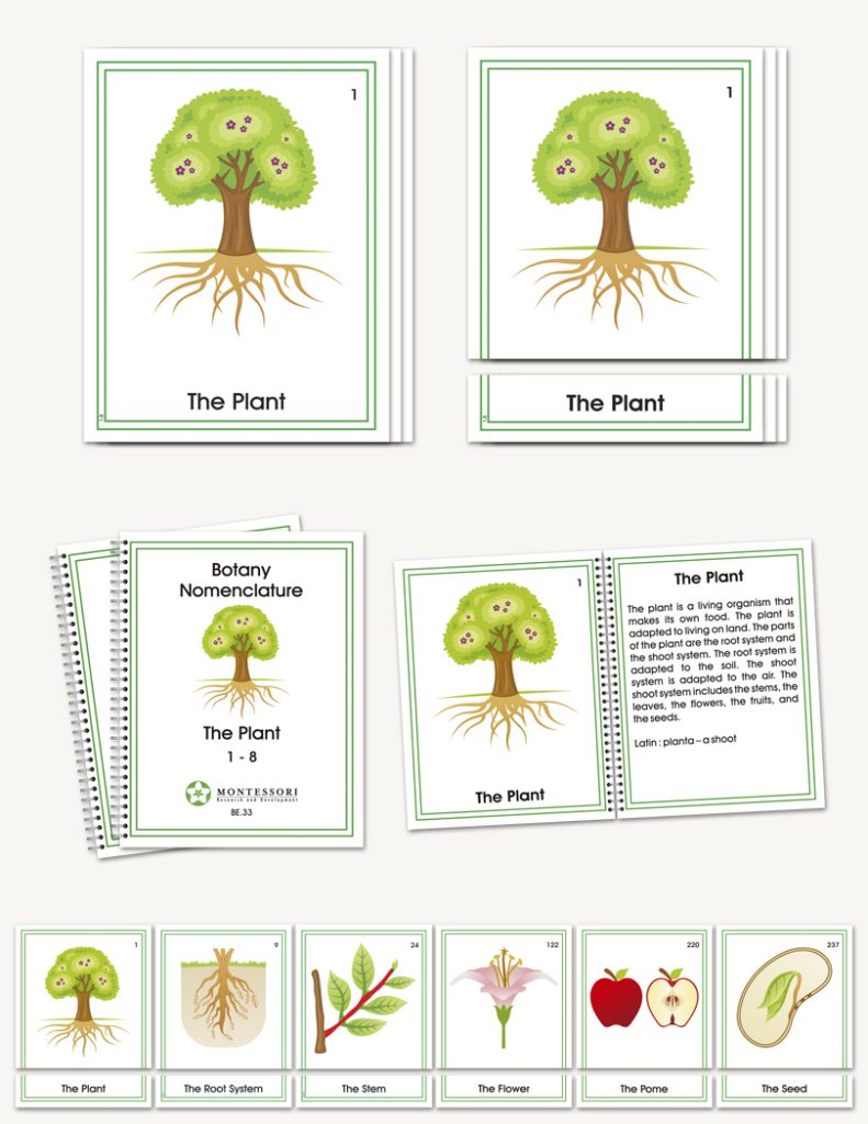 Botany Early Childhood Nomenclature - sku BP.33 - 1