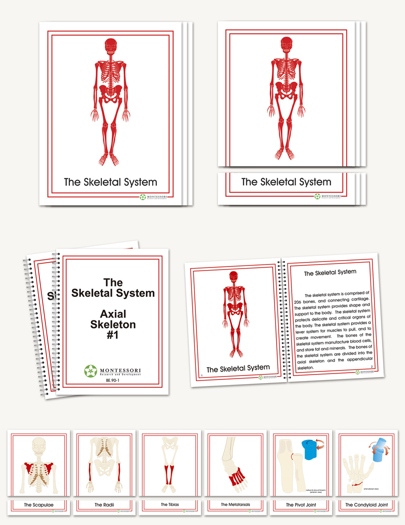 The Skeletal System