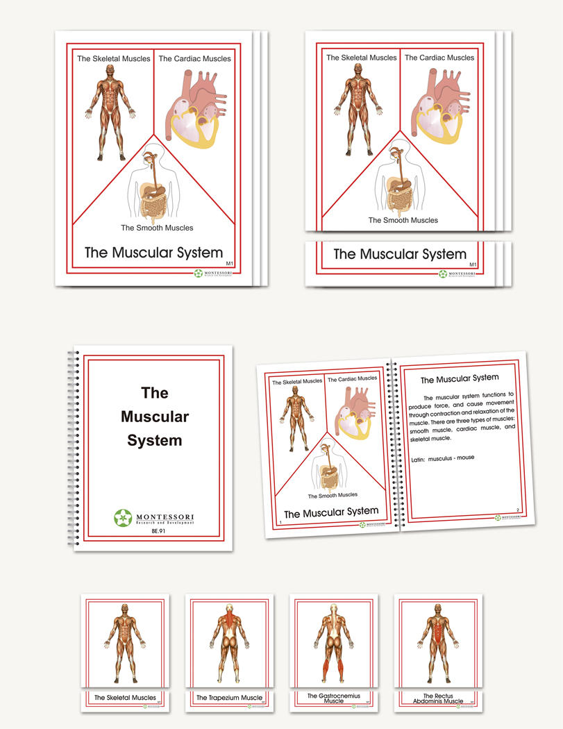 The Muscular System