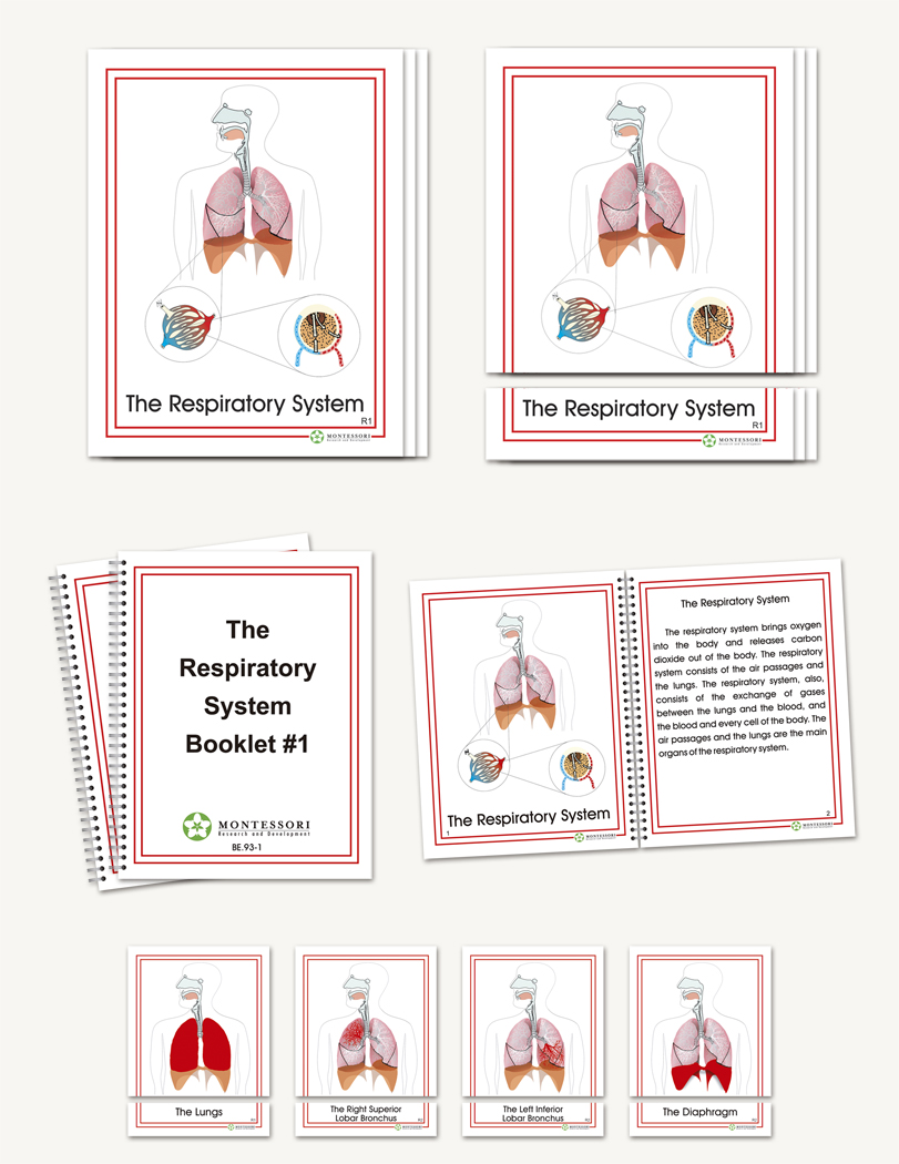 The Respiratory System
