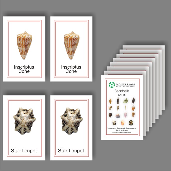 Seashells Matching - Picture to Picture - sku LAP.15 - 1